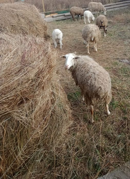 Бараны Романовские