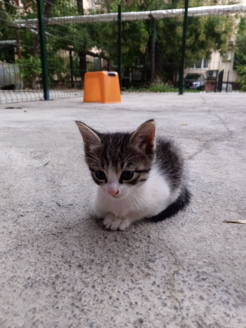 Котёнок отдам даром