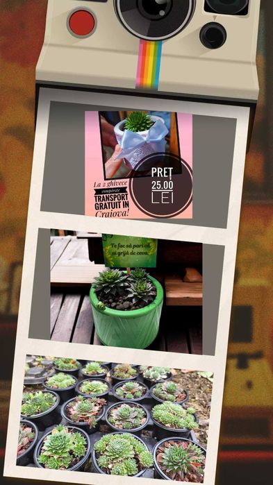 Cadouri verzi , plante suculente