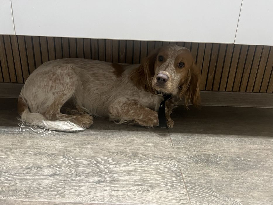 Продаю Английского коккер спаниеля 1год