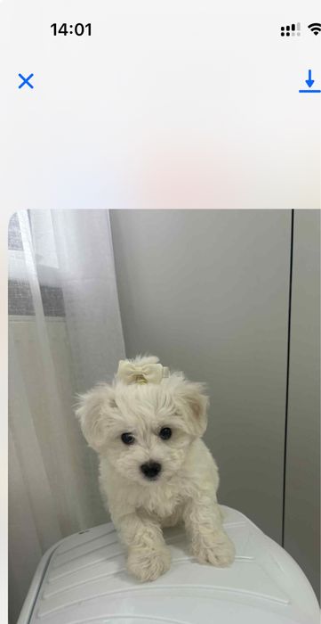 Mascul Bichon Maltez
