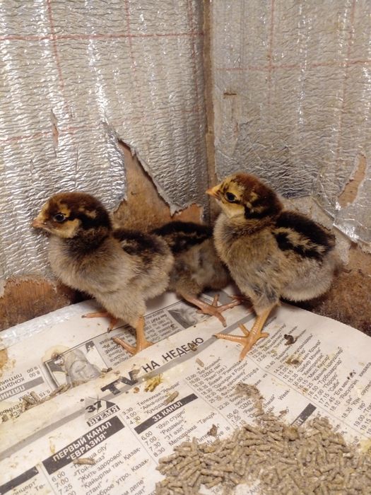 Продаю цыплят пориды кучинские