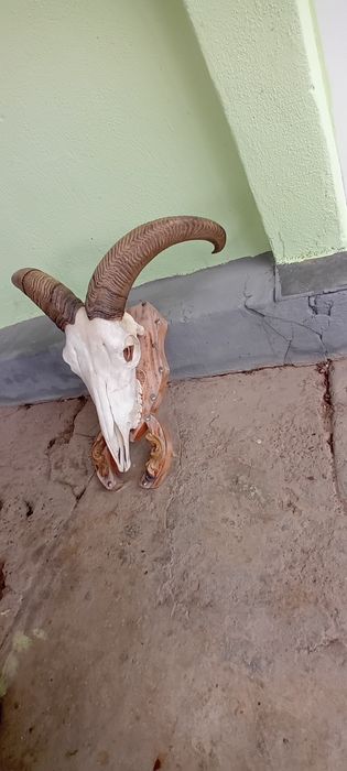 Trofeu de oae de munte