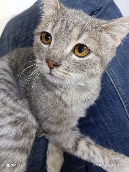 Hadyaga mehribon aqilli mushuk