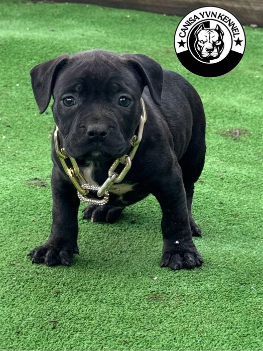 Femela amstaff neagra