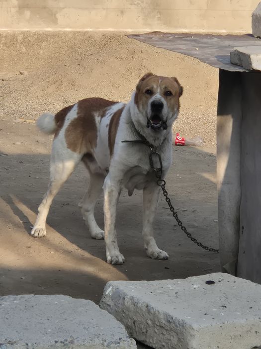 Хороший Кобель .