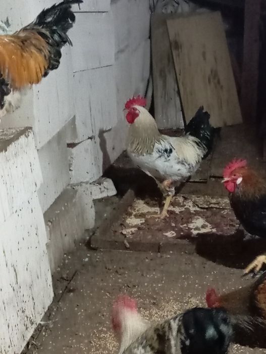 Продаю молодых петухов 5000