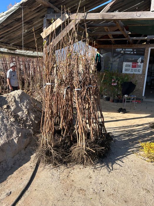 Дръвчета Райска ябълка за лкиенте на едро и дребно