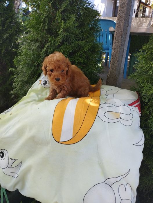 Той Пудел/Poodle Toy.