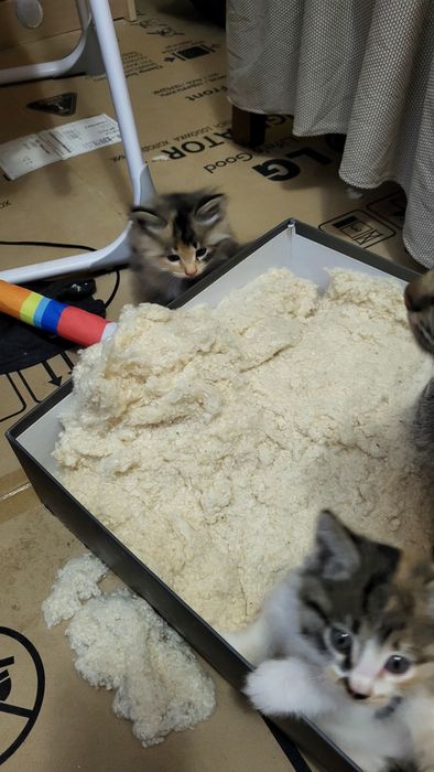 Besplatno Eki qiz pishiq bar