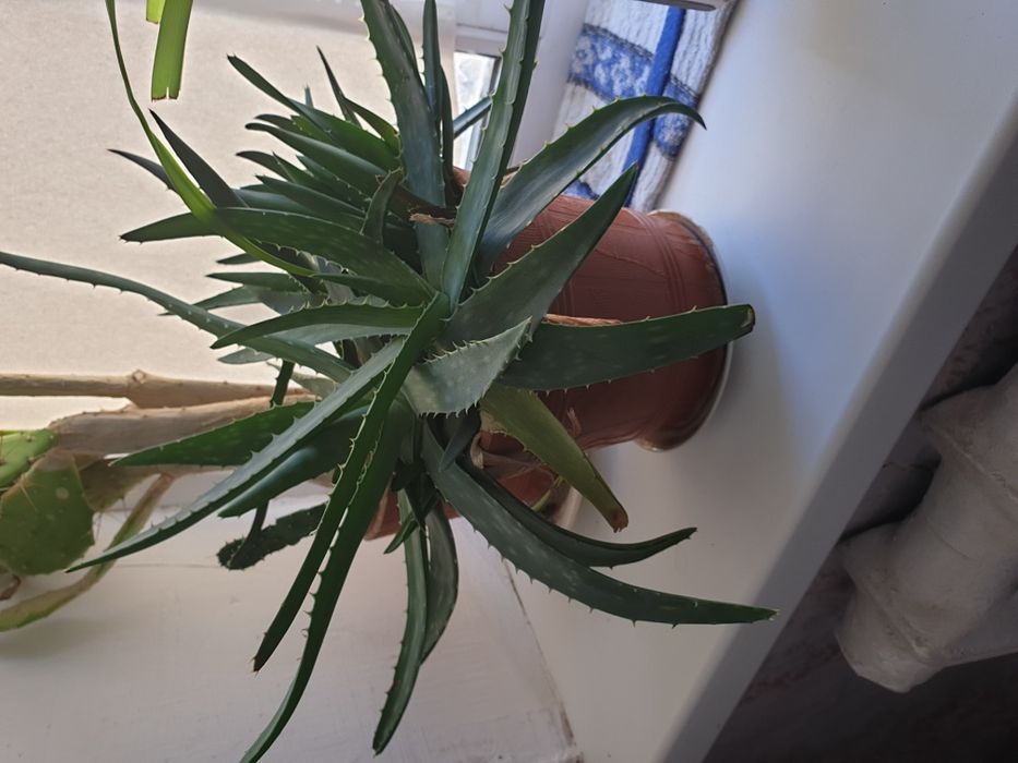 Алоэ многолетнее