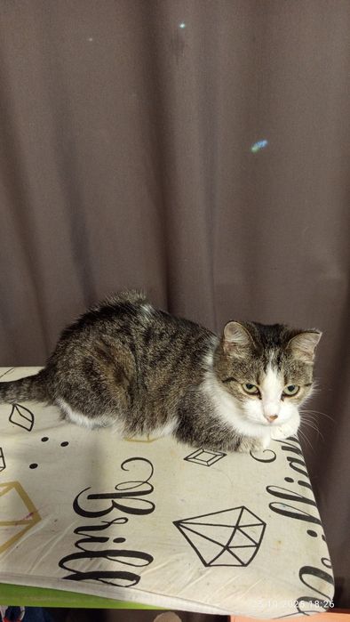 Кошечка Кира ласковая