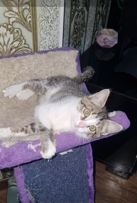 Малыши ищут мампап. Доставлю!