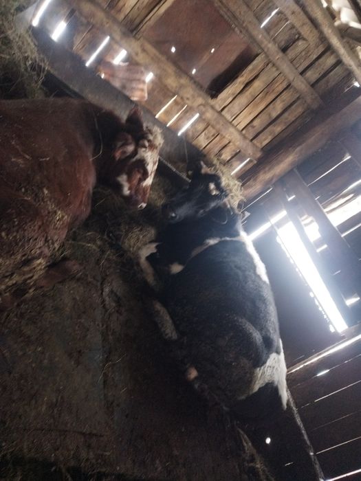 Продам двух быков