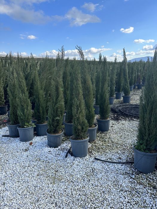 Tuia Lilandi smarald si multe alte speci