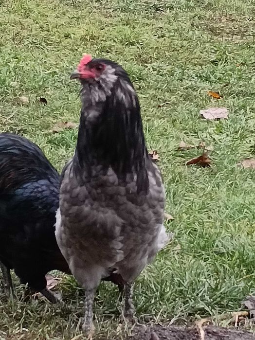 Cocoși Araucana din 2025 de vânzare