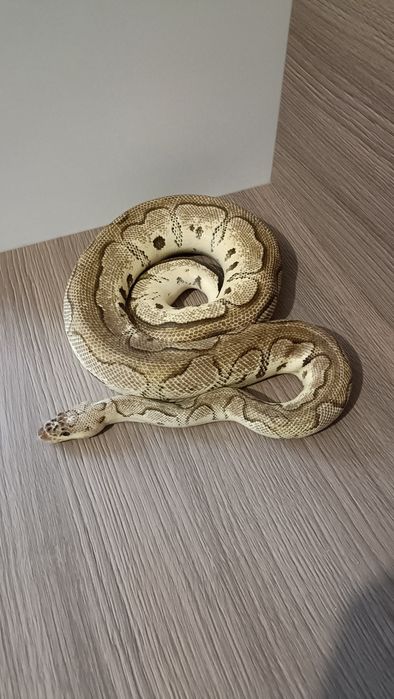 Piton regal pastel clown