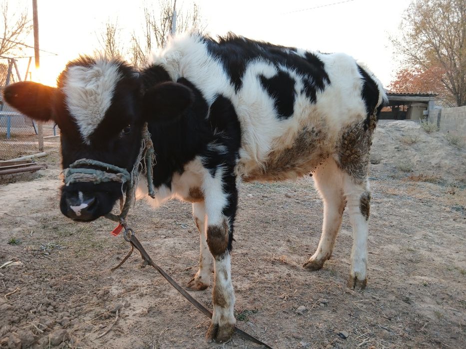 Тана сатылады!!!