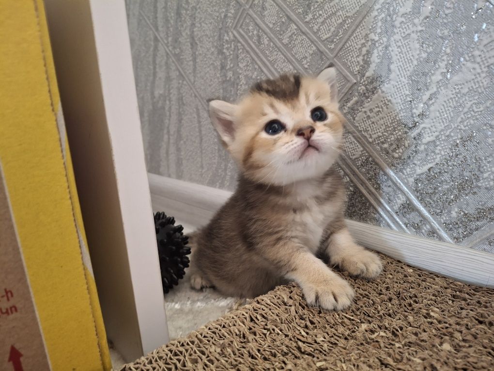 Золотой шиншилла котята