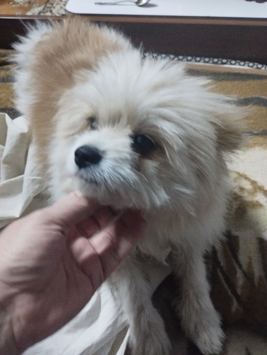 Мальчик Шпиц продаётся.