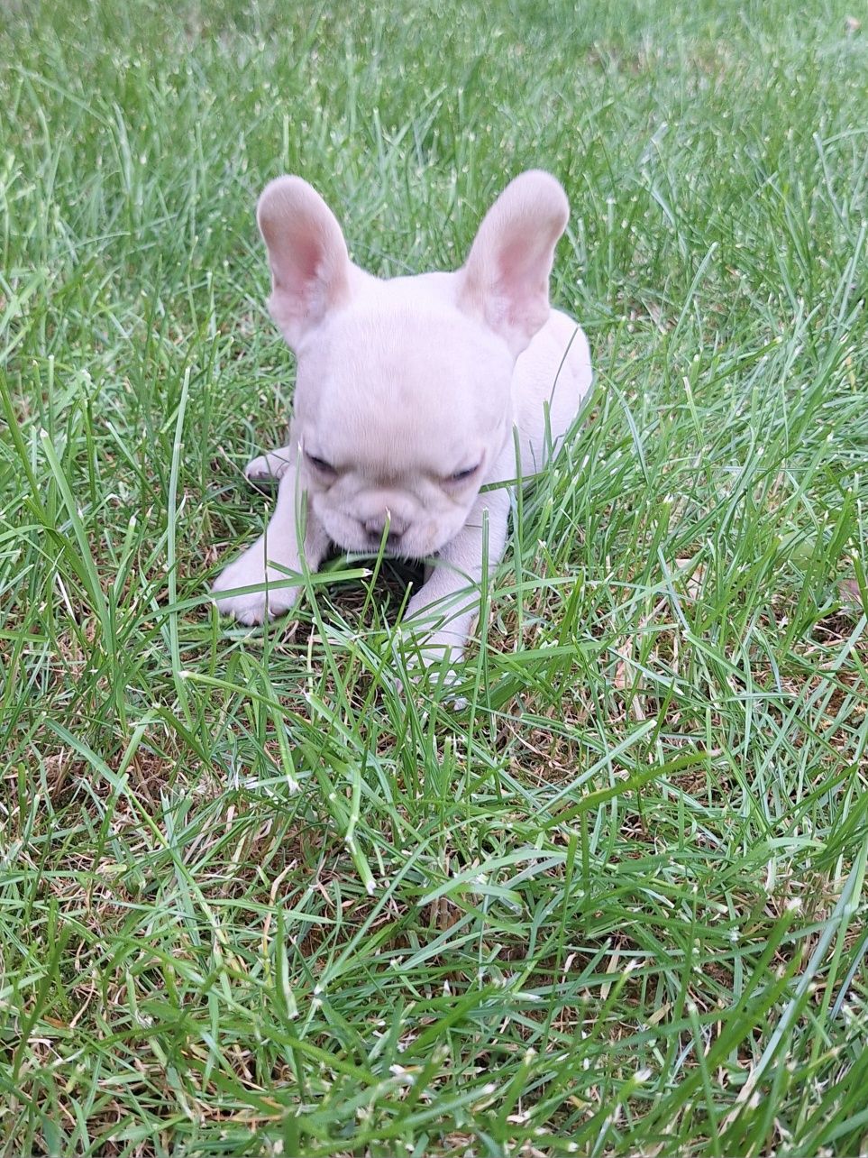 Bulldog francez.