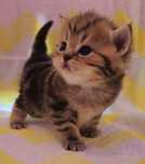 Scottish fold si straight pisici
