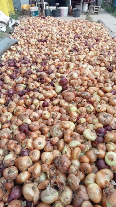 Ceapă galbenă și roșie românească selectată