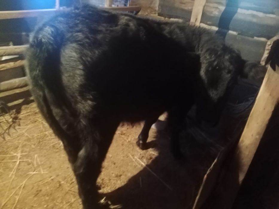 Бұқа 400 мың тг 1.5 жасар тайынша 500 мың