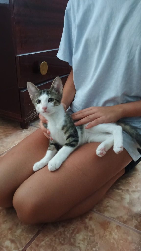 Donez pisicuți drăgălași și curați