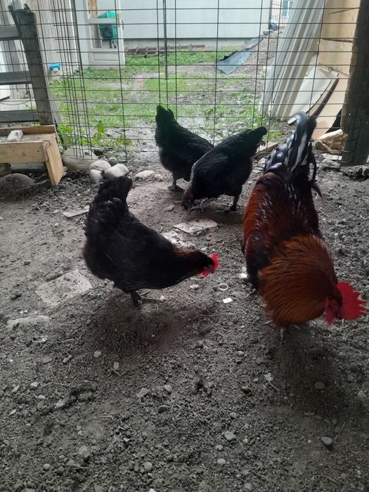 2 familii Marans