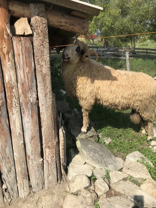 De vânzare 7 oi cu lapte si un berbec de prasilă de anul trecut