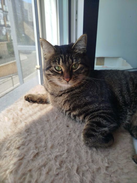 Кот 9 месяцев в добрые руки (кастрирован)