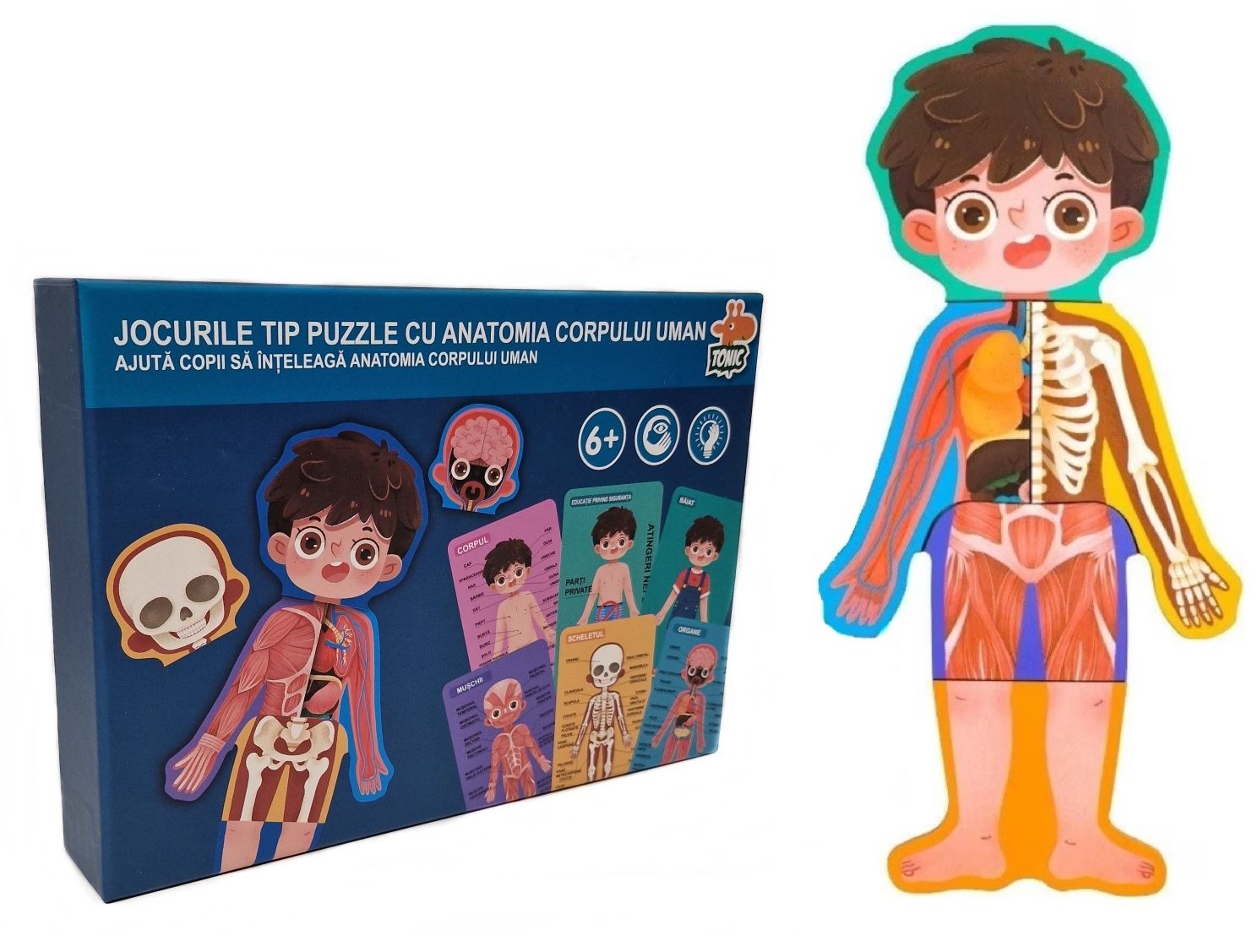 Puzzle educativ anatomia corpului uman - baietel