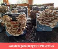 Compost gata pregatit insamantat cu Miceliu Pleurotus