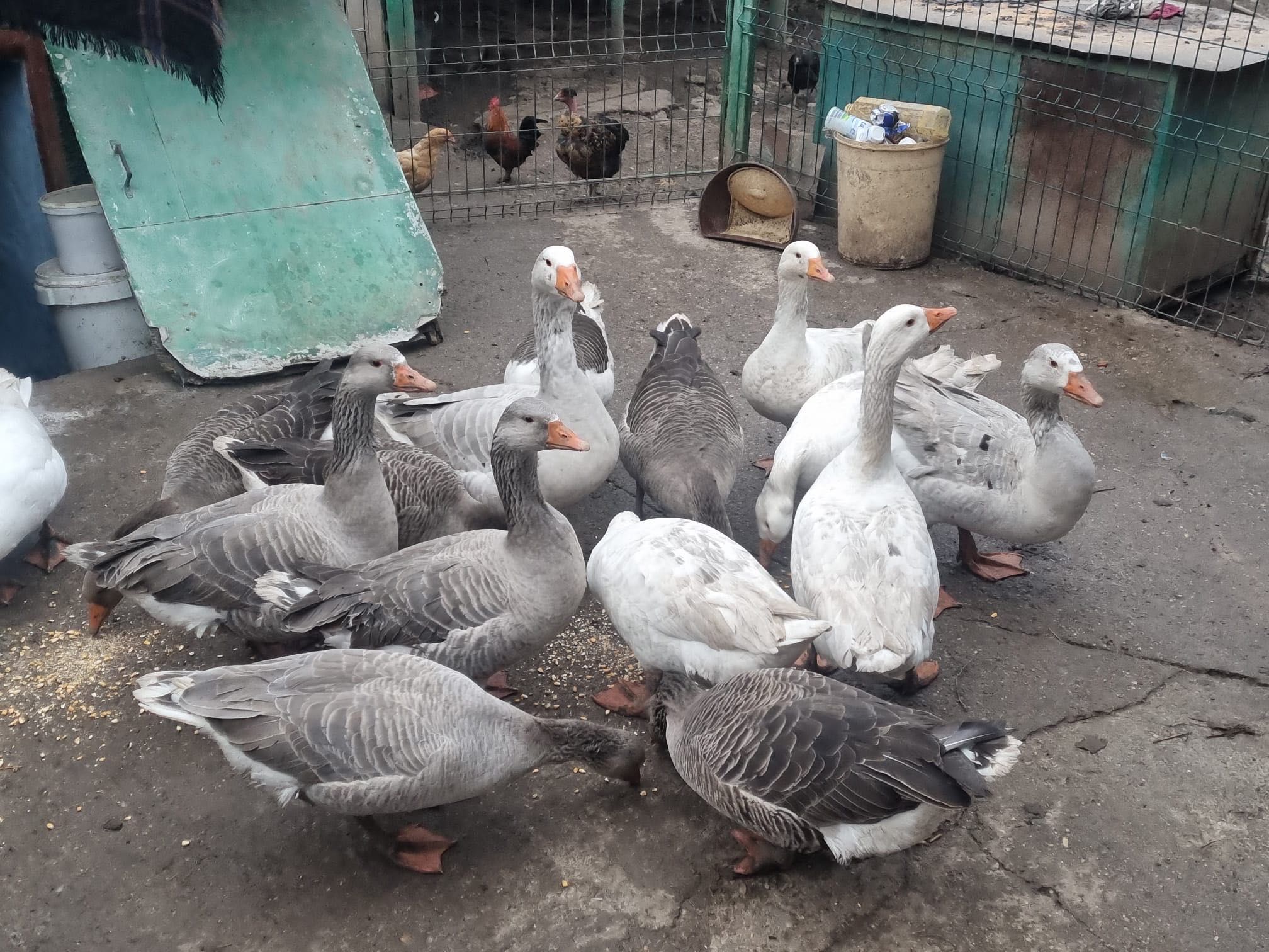 Gâște de tara frumoase și bune