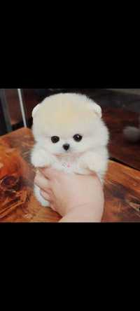 Pomeranian teeacup boo puppy!