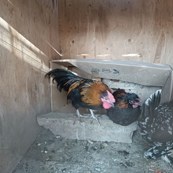 Япон тавук хурозлар сотилади