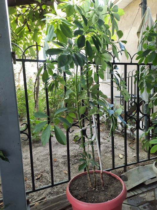 Цветы комнатные , живые