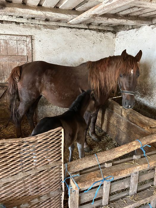 Doua iepe de vânzare