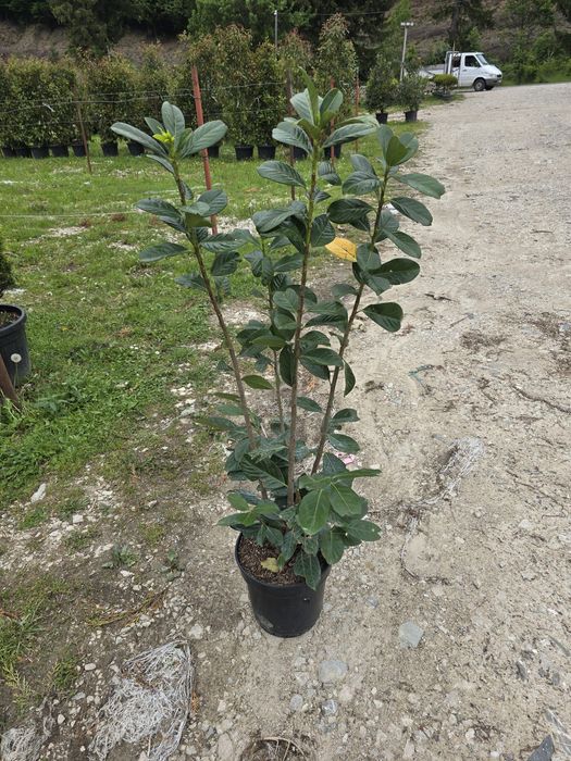 Laur Englezesc pentru Gard Viu – Plantare Inclusă!