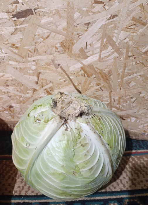 Продам домашнюю капусту