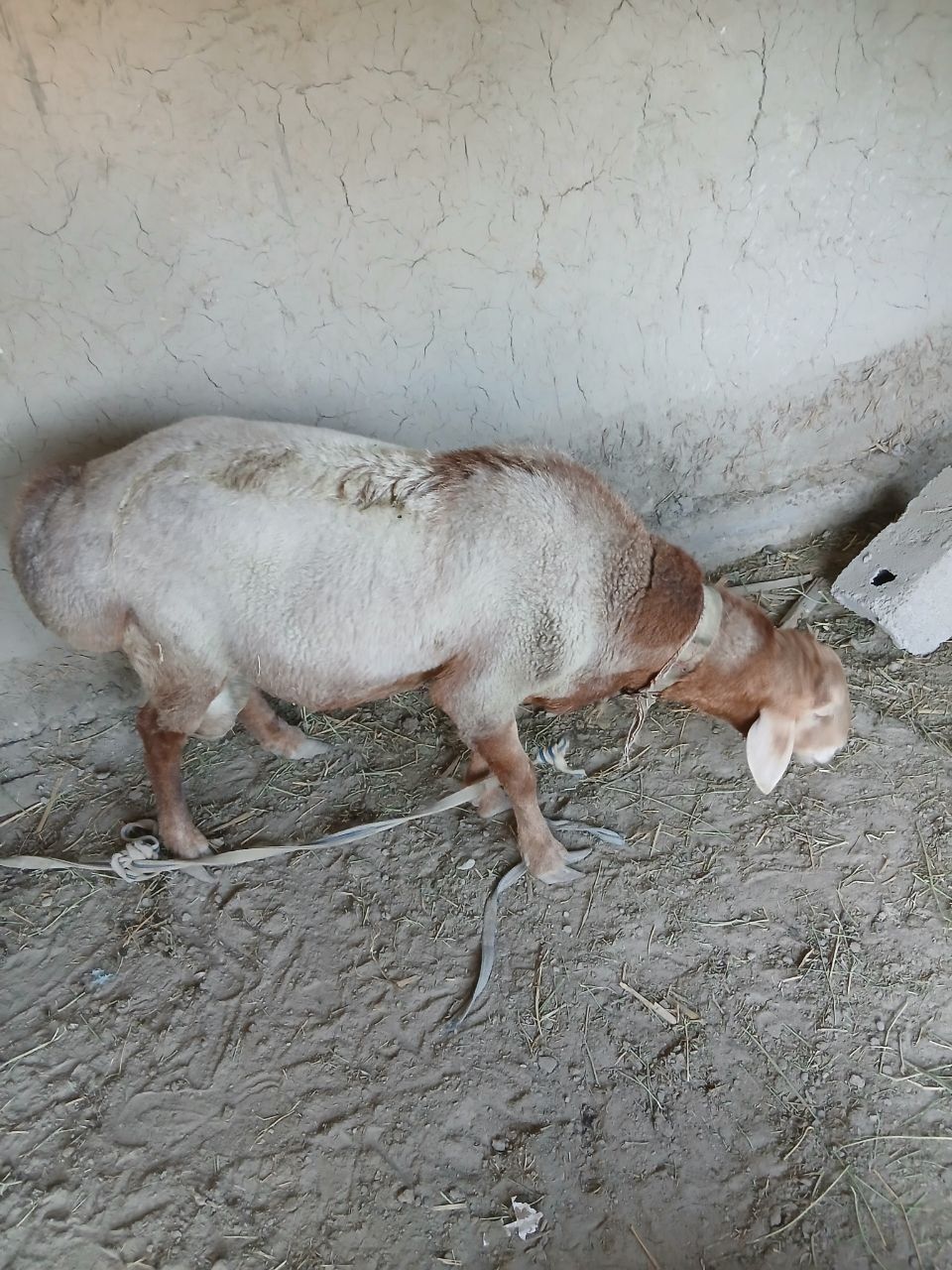 Arashan Qo'chqor sotiladi