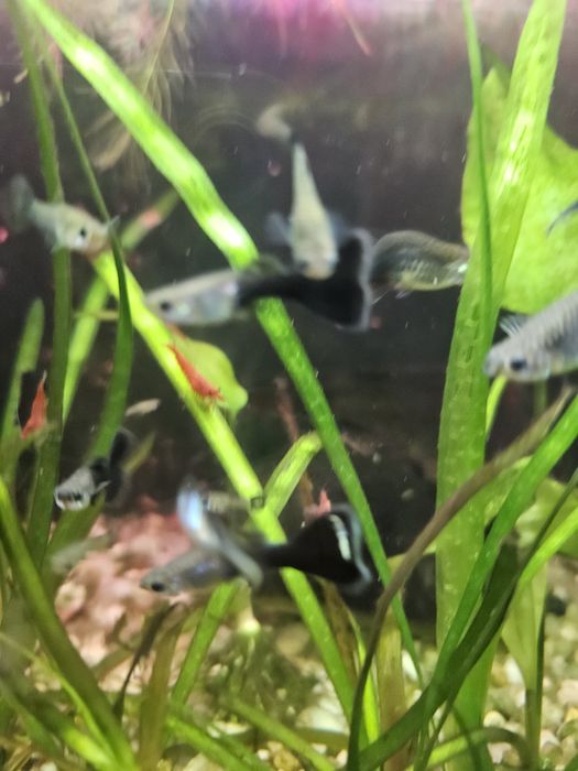 Pui Guppy negre Black moscow mix