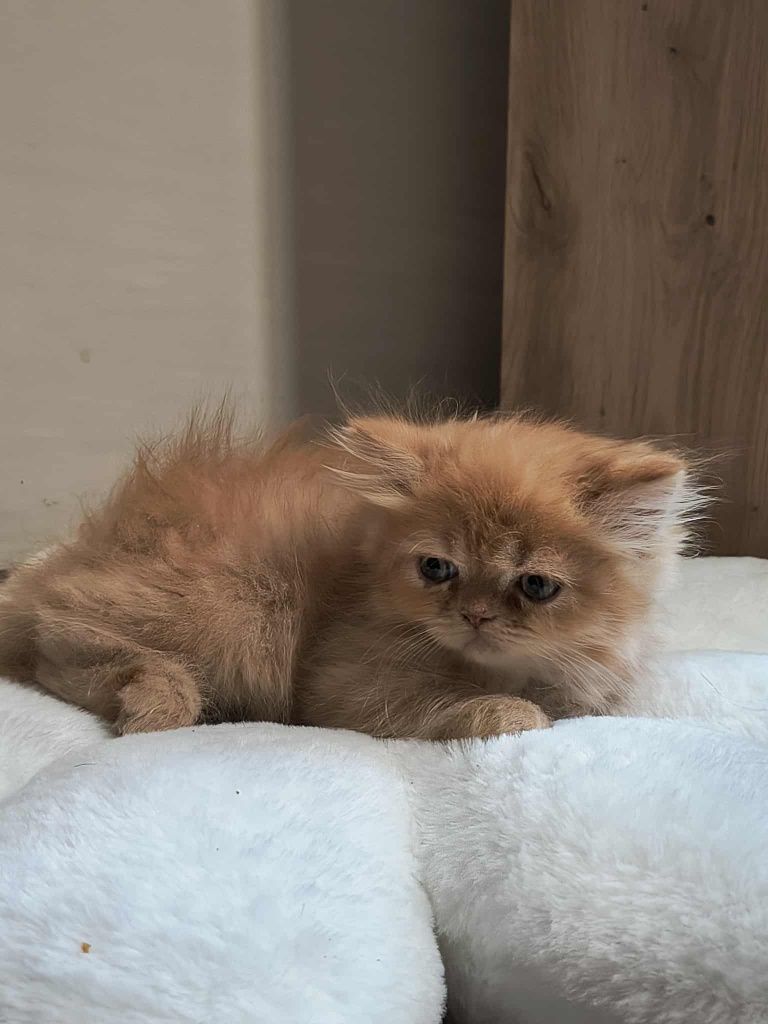 Персийски котенца