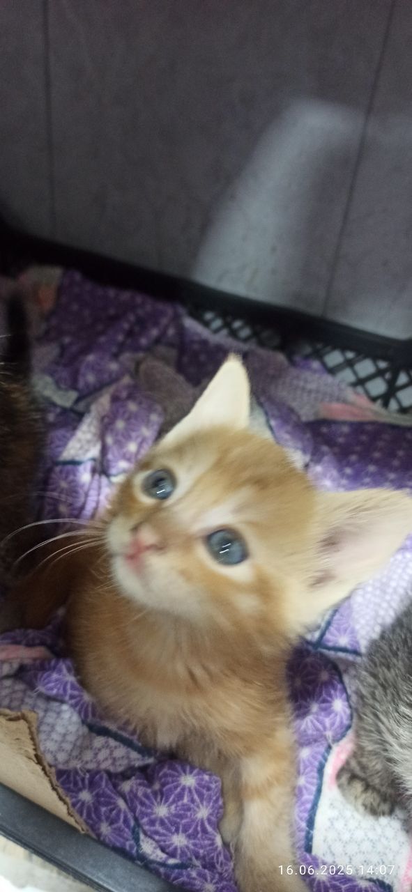 Пристраиваються Котята