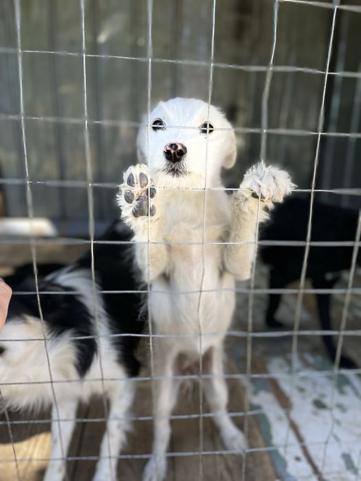 Собаки.  Дворняжки.