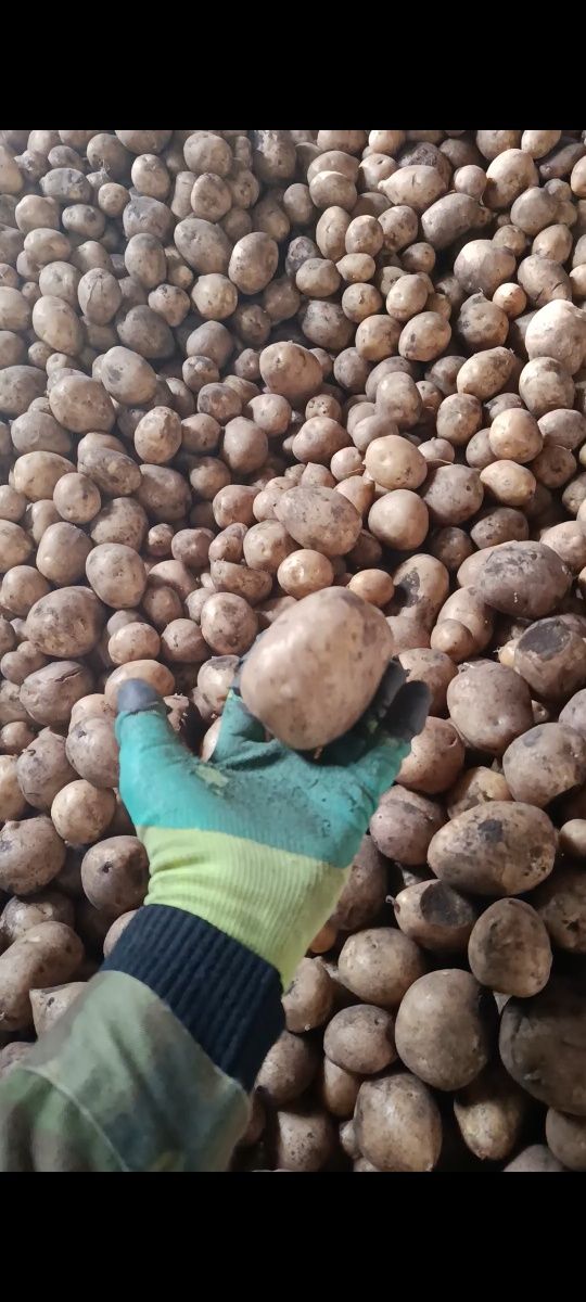 Продам картофель