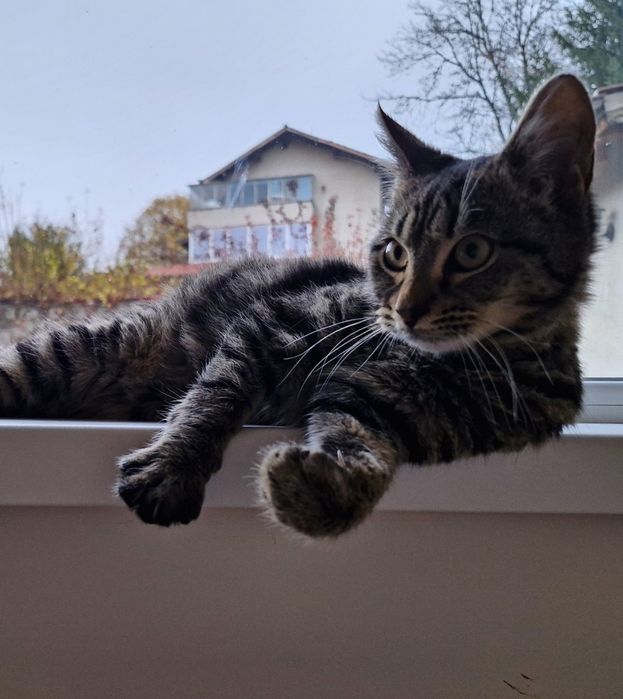 Мъжко котенце на около 5 месеца