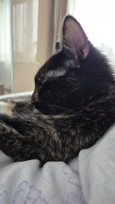 Mia, pisica pentru adoptie