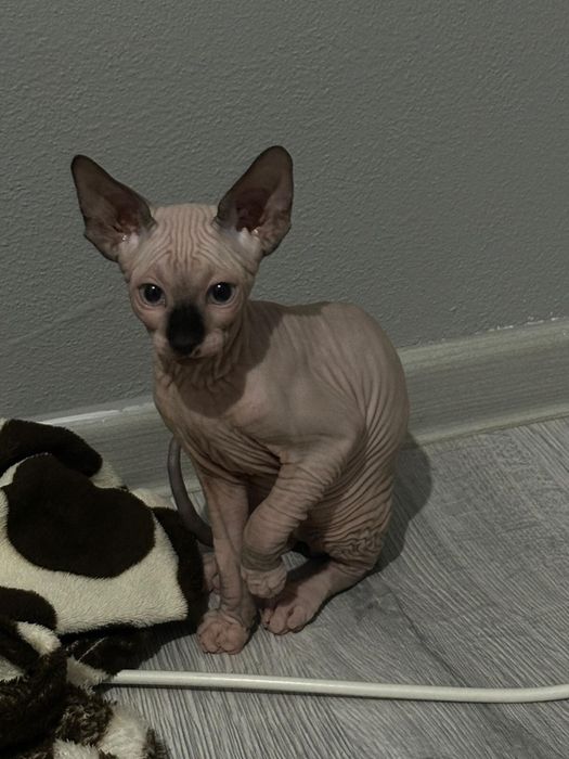 Pui Sphynx Baiat